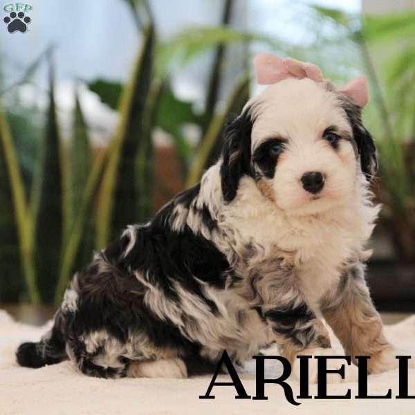 Arielle, Mini Bernedoodle Puppy